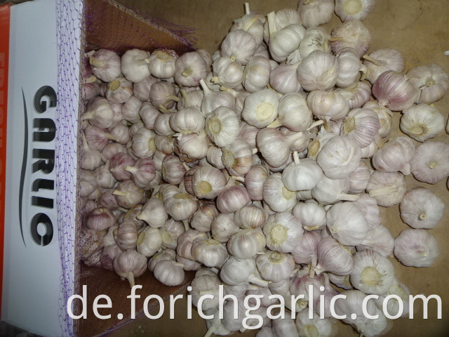 Jinxiang Normal Garlic 2019